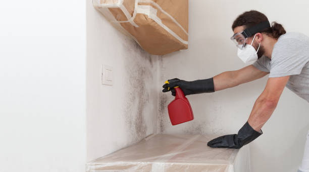 Professional Black Mold Remediation technician working in Plainview, NY