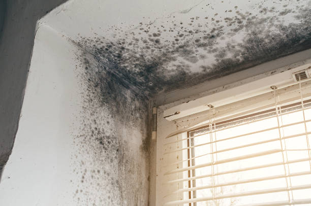 Affordable Black Mold Remediation solutions in Plainview, NY